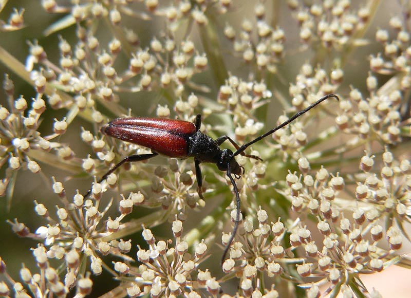 Cerambicidi siciliani